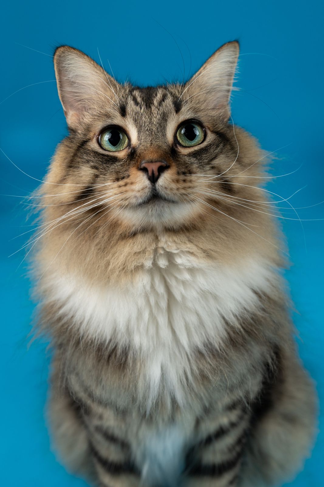 Fluffy brown tabby cat on a blue backdrop