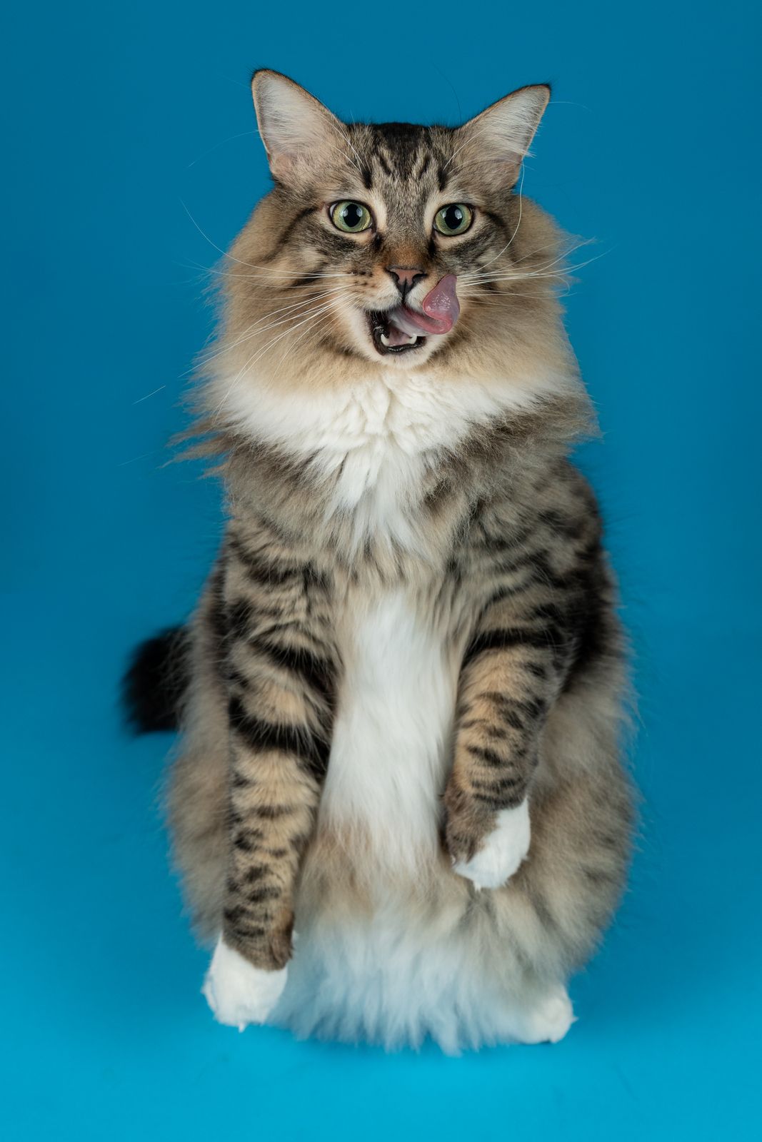 Brown tabby cat standing on a blue backdrop