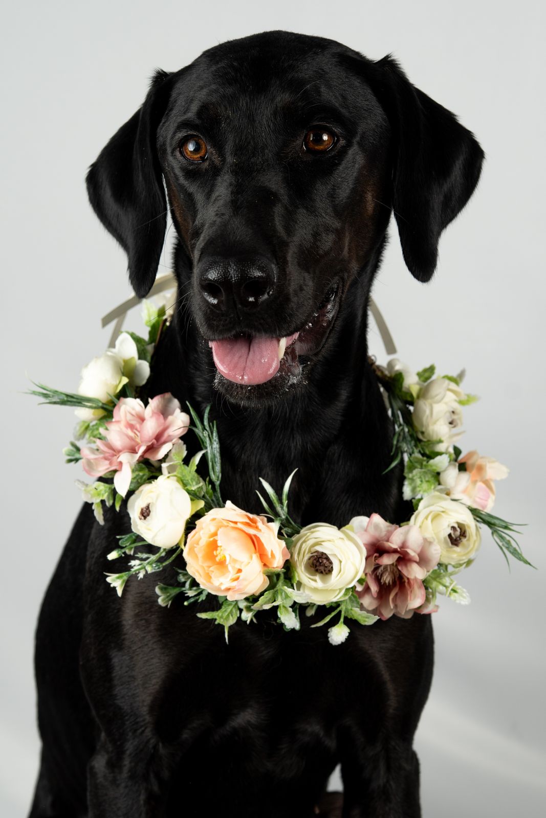 Black Labrador wearing a floral wreath on a white backdrop