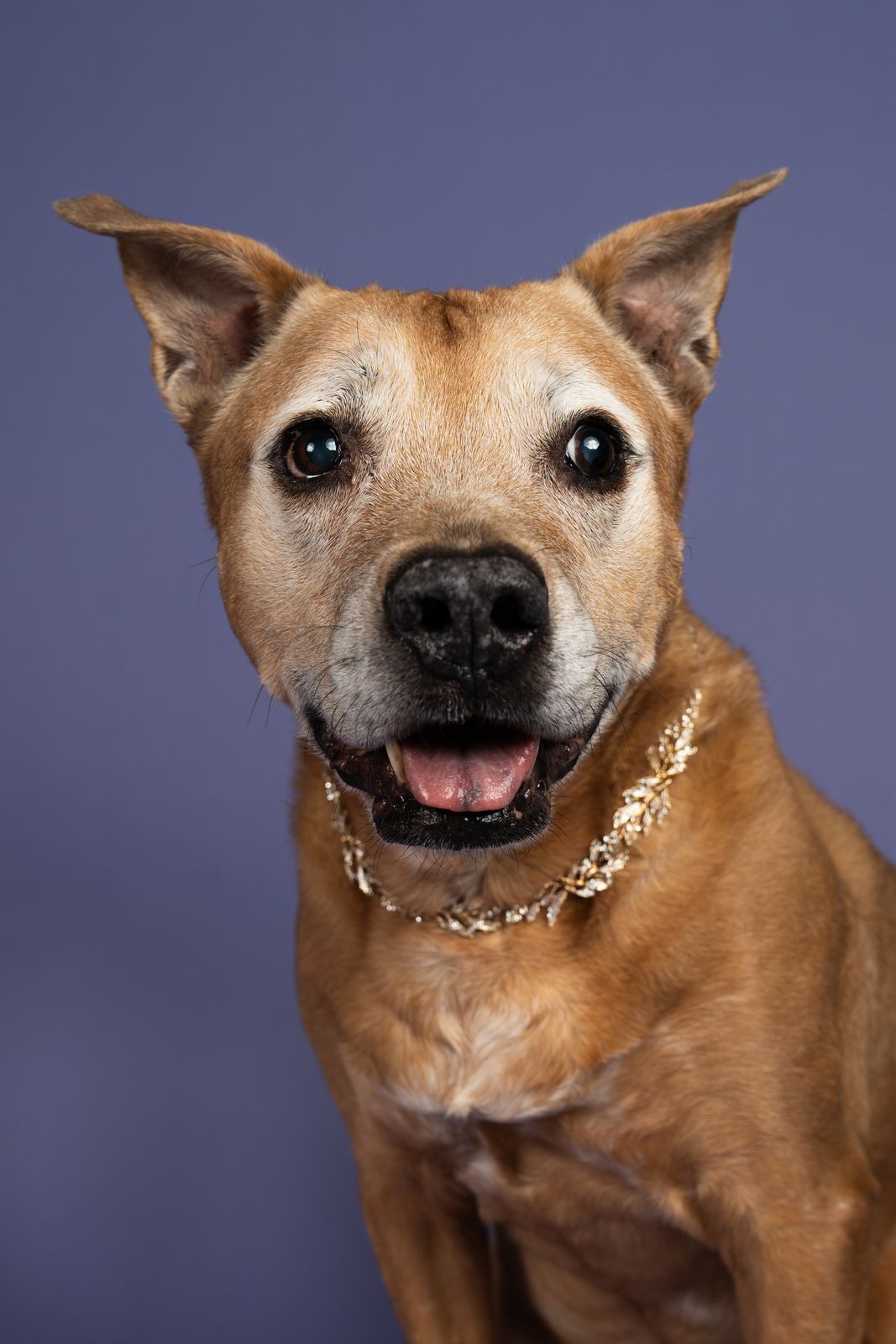 Senior tan shepherd mix with a gold chain on a lavender backdrop