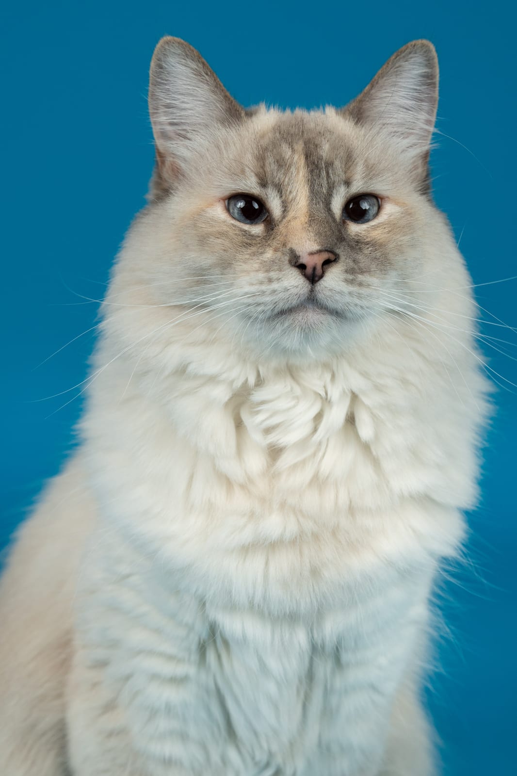 Fluffy cream longhaired cat with blue eyes on a blue backdrop