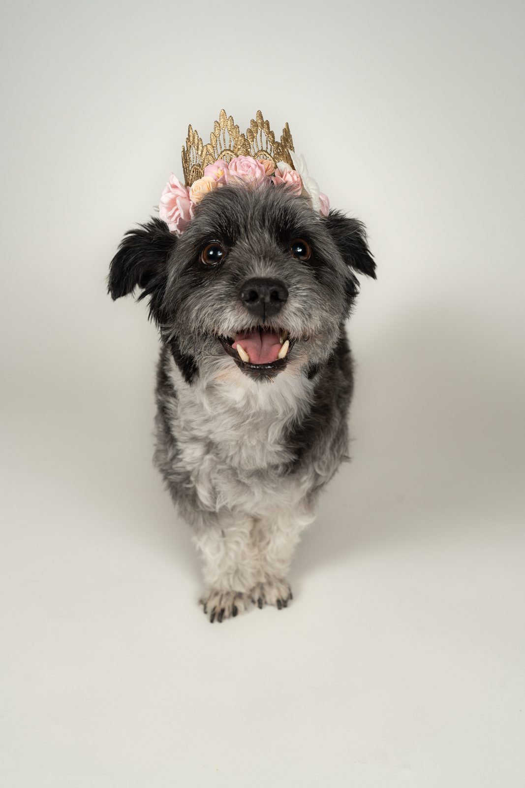 Scruffy black-and-grey terrier mix wearing a gold crown with pink roses on a white backdrop