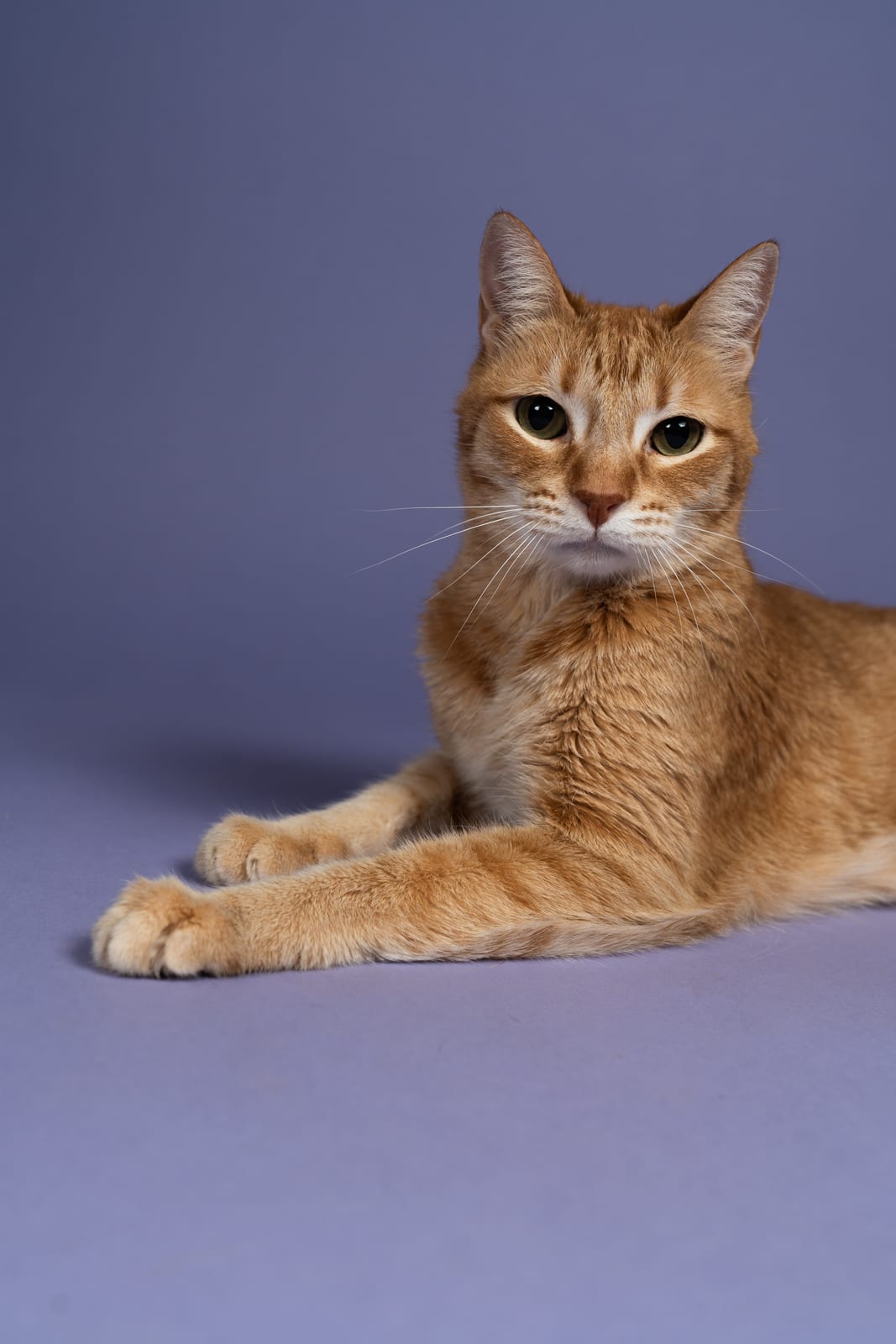 Orange tabby cat lounging on a lavender backdrop