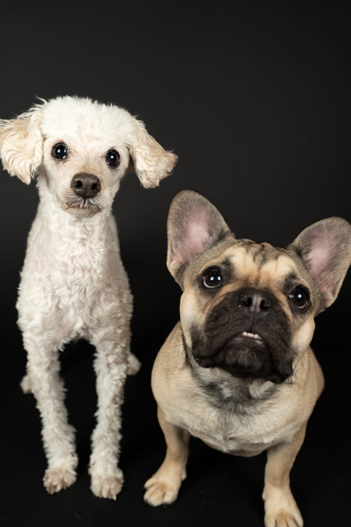 White toy poodle and a fawn French bulldog side by side on a black backdrop
