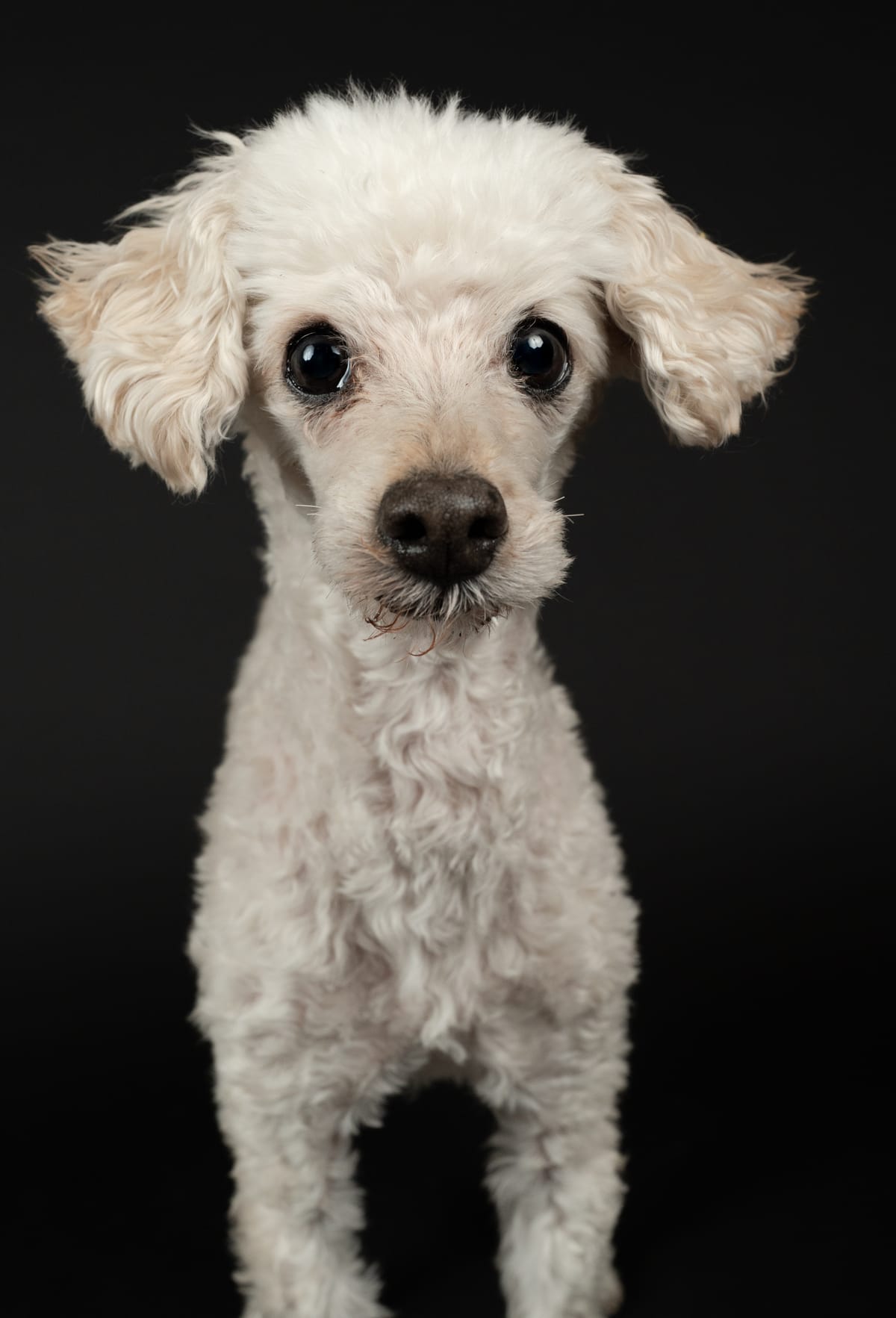 White toy poodle standing on a black backdrop