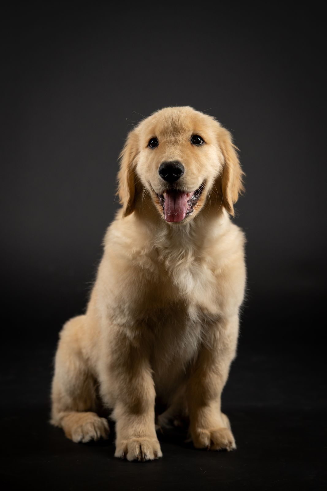 Golden retriever puppy on a black backdrop