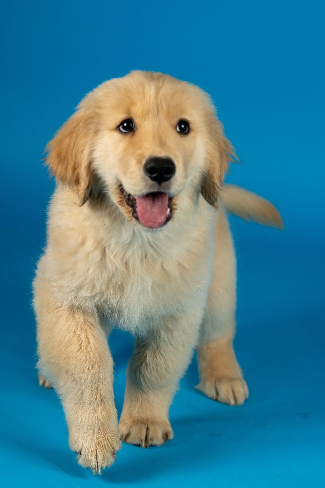 Golden retriever puppy mid-stride on a blue backdrop