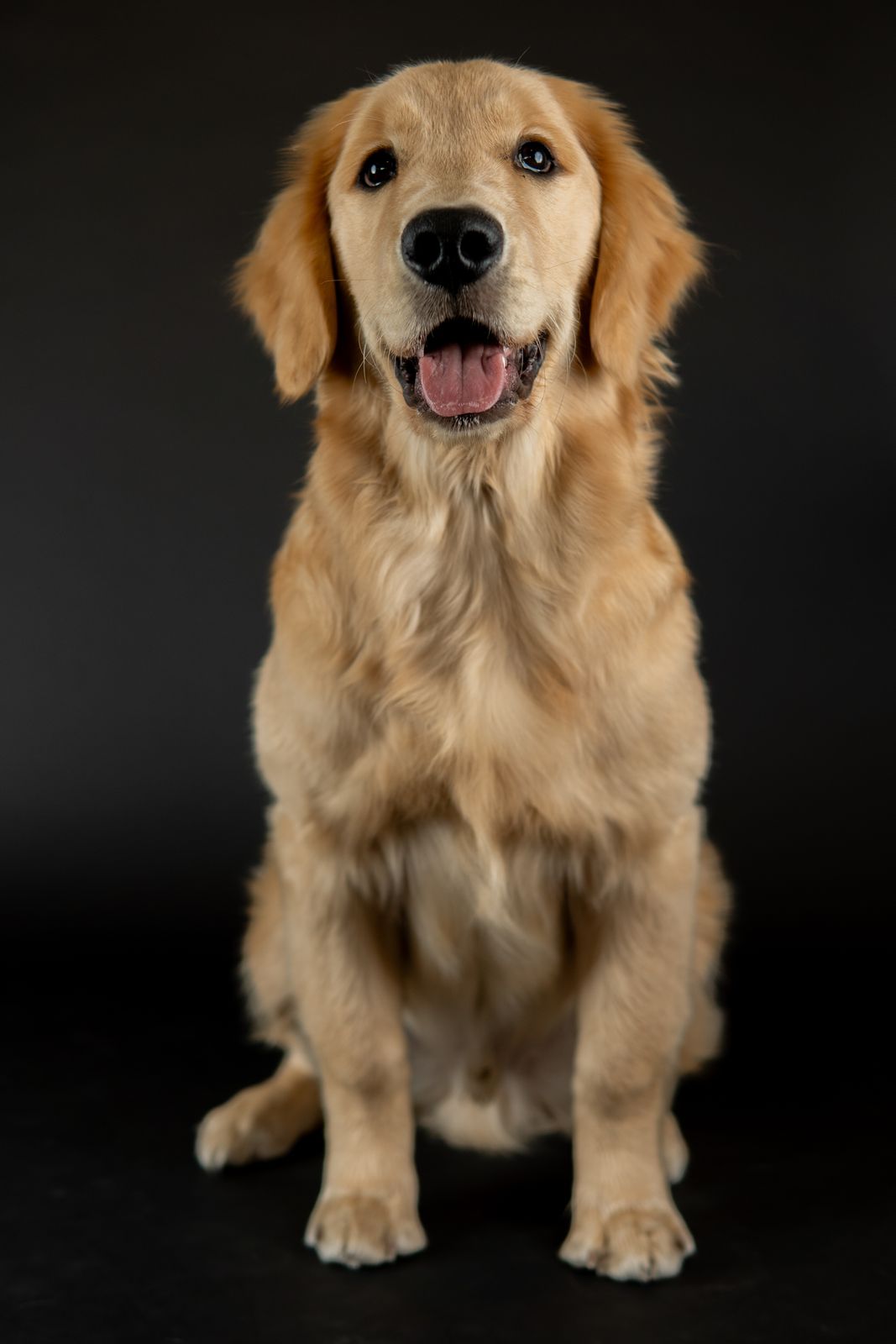 Young golden retriever on a black backdrop