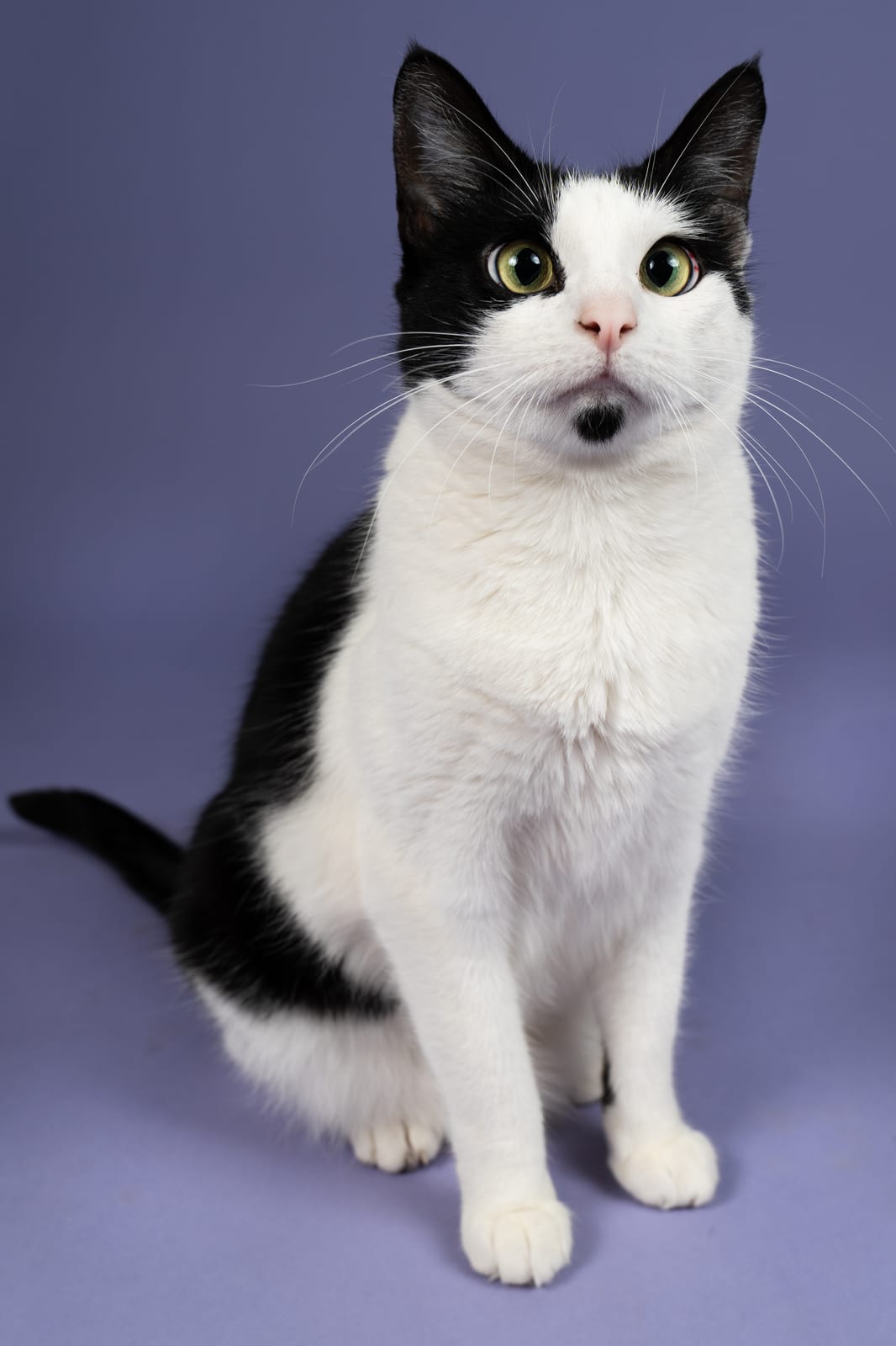 Black-and-white tuxedo cat sitting on a lavender backdrop
