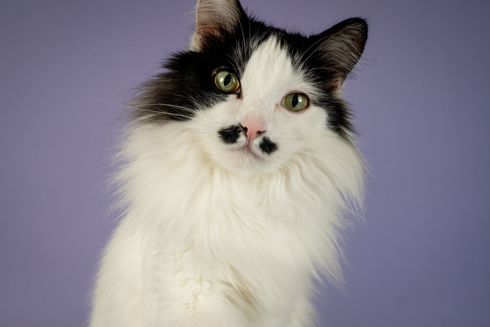 Black-and-white longhaired cat on a lavender backdrop