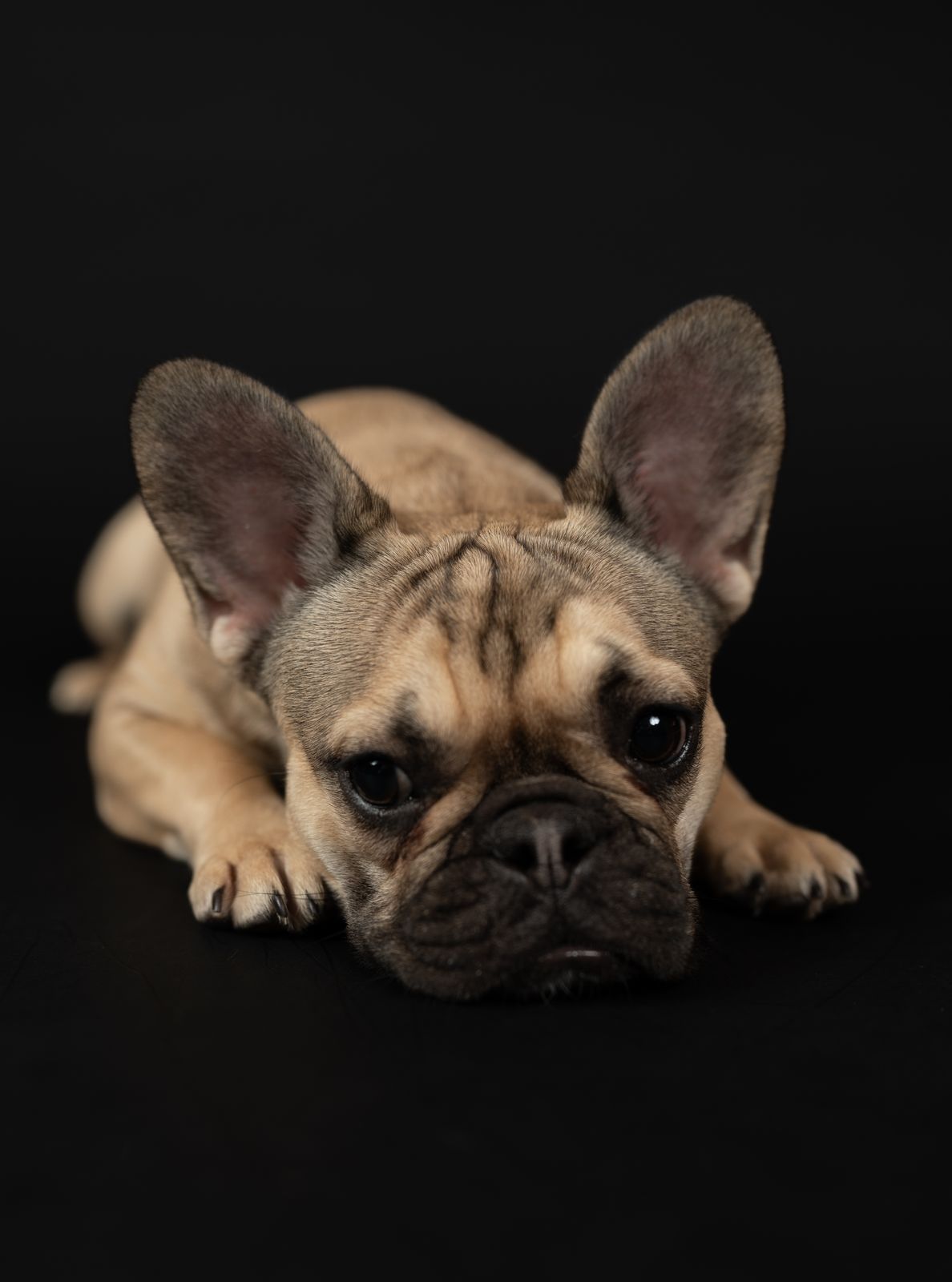 Fawn French bulldog puppy on a black backdrop