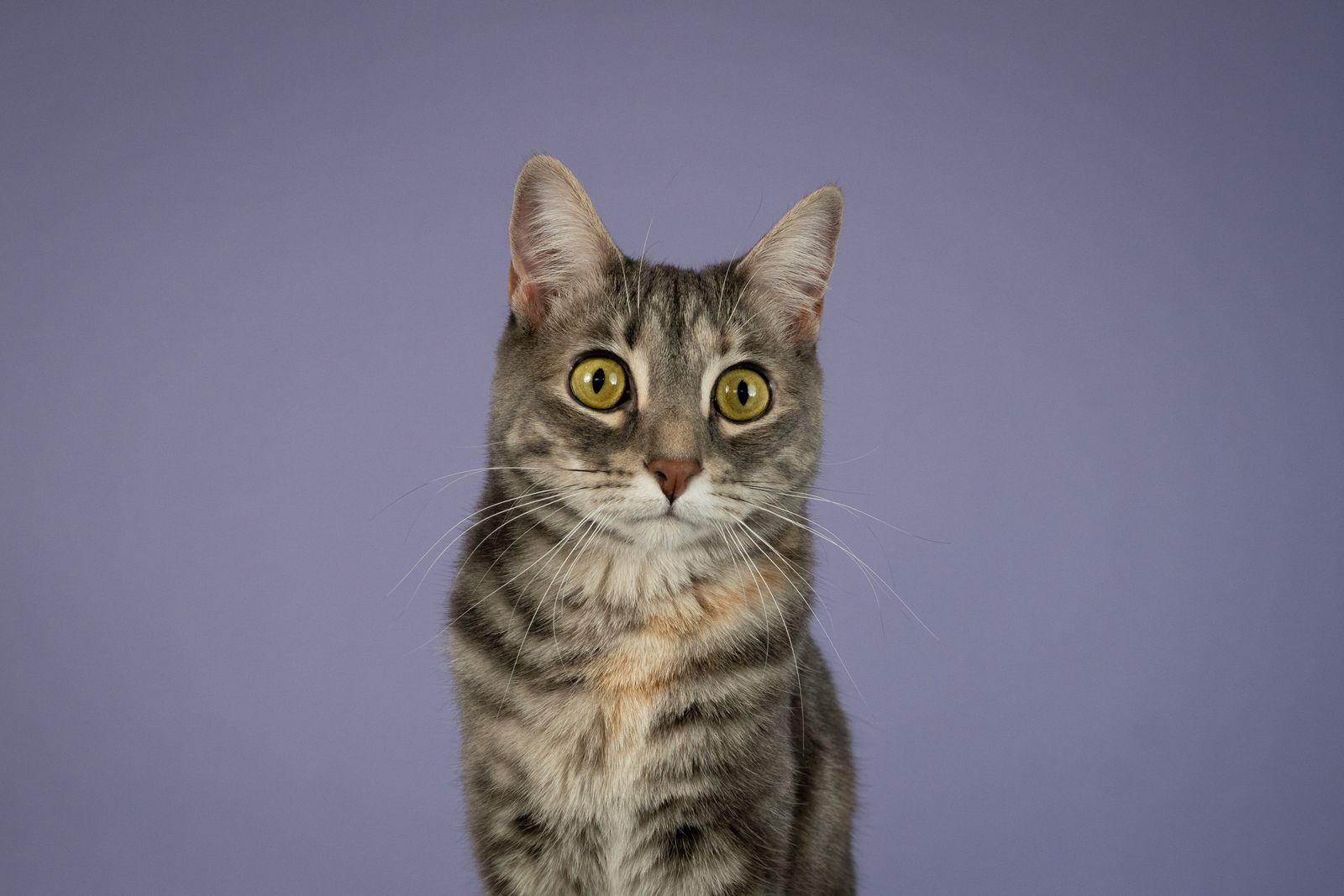 Grey tabby cat on a lavender backdrop