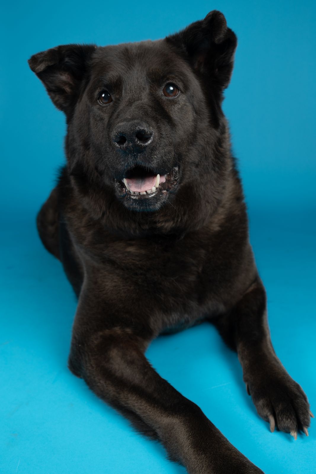 Black shepherd mix relaxing on a blue backdrop