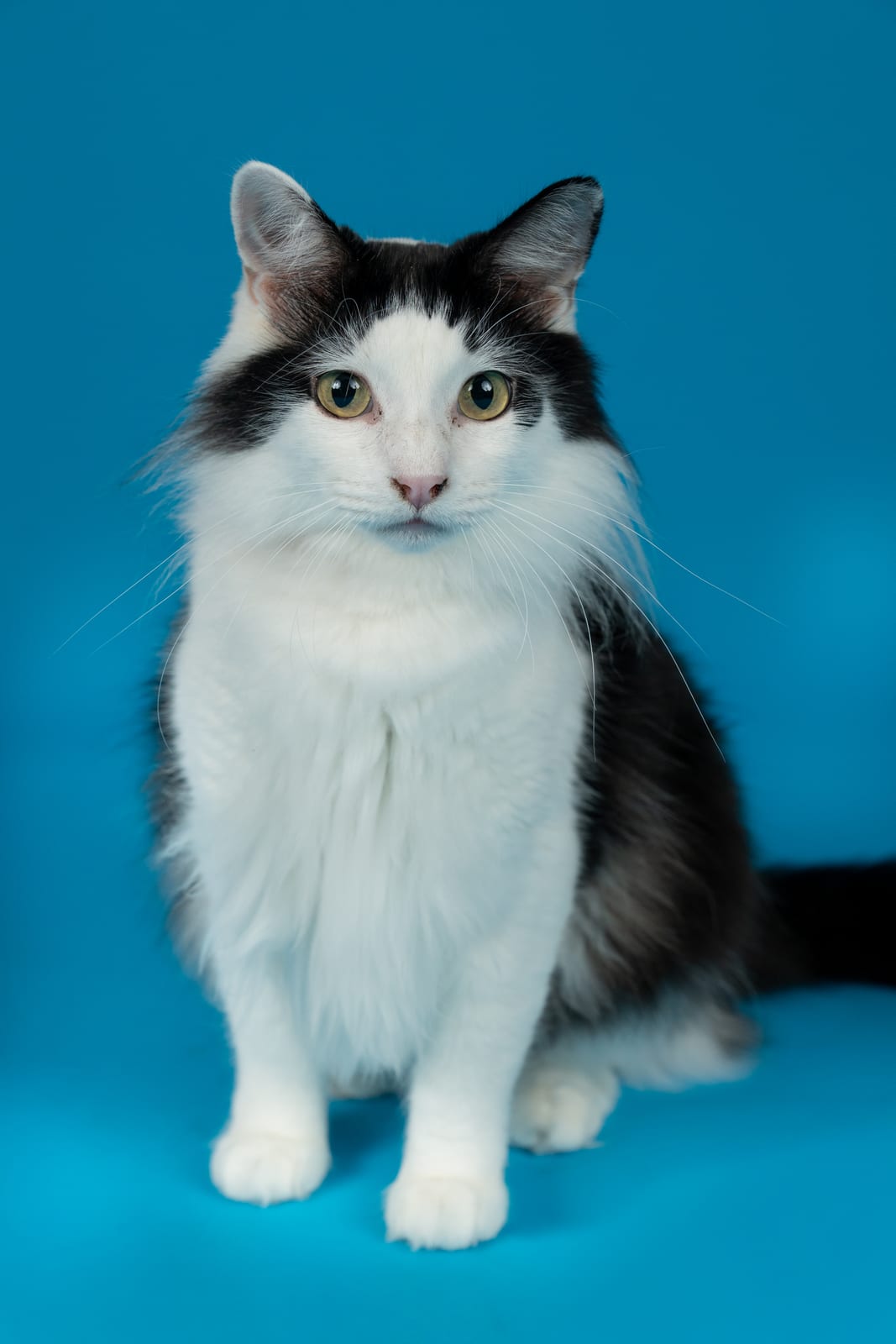 Black-and-white longhaired tuxedo cat on a blue backdrop