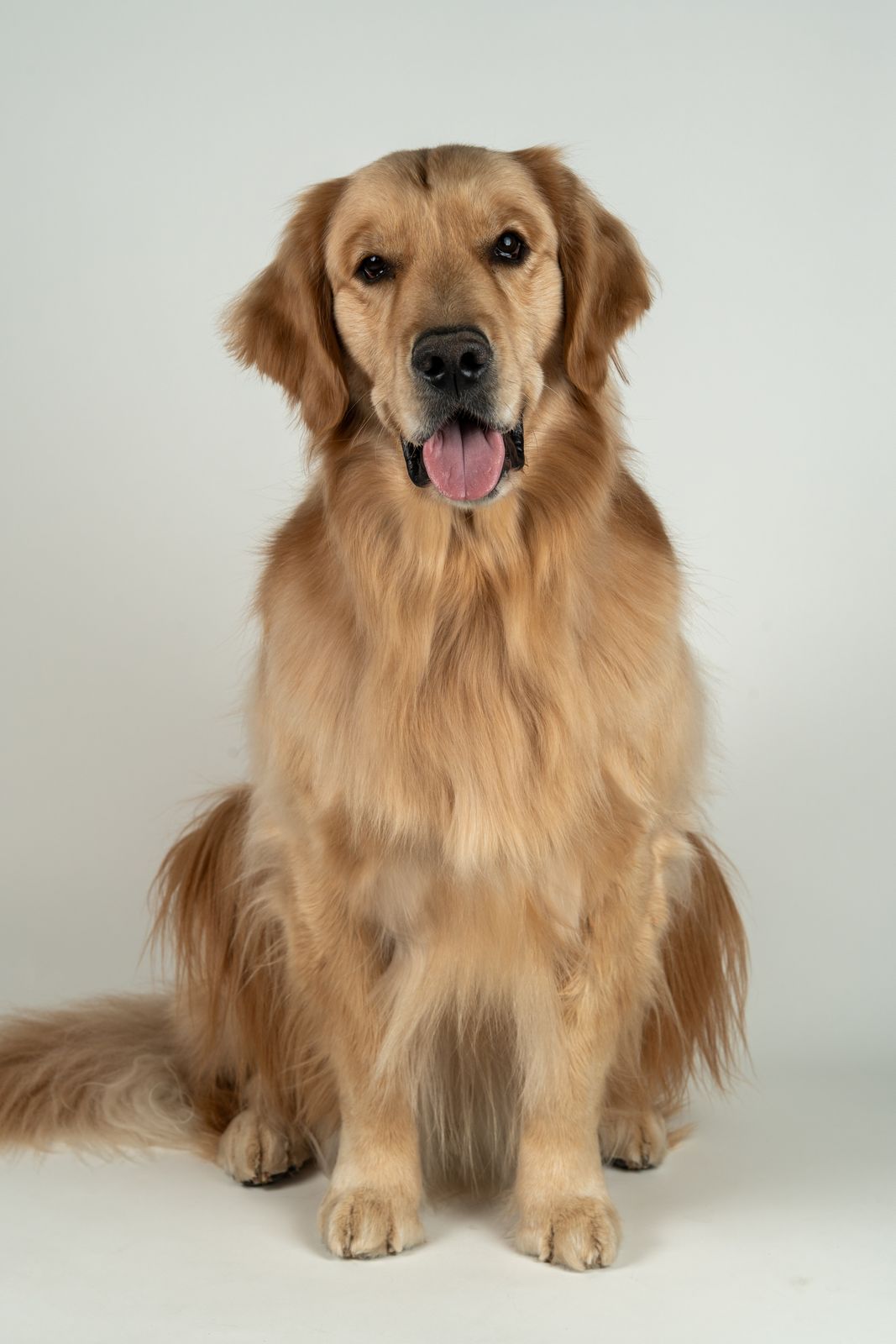 Golden retriever sitting on a white backdrop